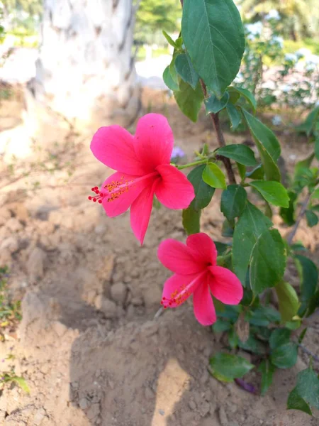 Hibiscus Godhal Bitkisi Hibiscus Çiçeği Park Bitkisi Hibiscus Kırmızı Çiçekleri — Stok fotoğraf