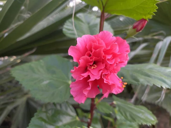 Hibiscus, Godhal bitkisi, Hibiscus çiçeği, Park bitkisi, Hibiscus kırmızı çiçekleri, Hibiscus altın çiçekleri, Park bitkisi, Hindistan 