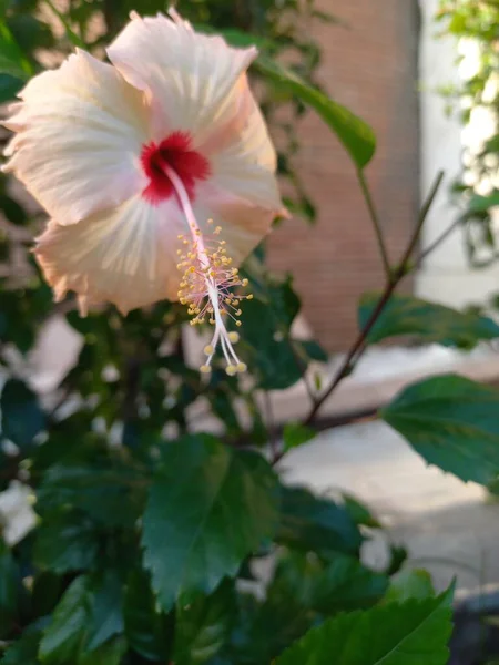 Hibisco Planta Godhal Flor Hibisco Planta Parque Flores Vermelhas Hibisco — Fotografia de Stock