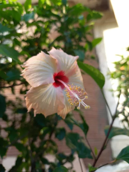 Hibisco Planta Godhal Flor Hibisco Planta Parque Flores Vermelhas Hibisco — Fotografia de Stock