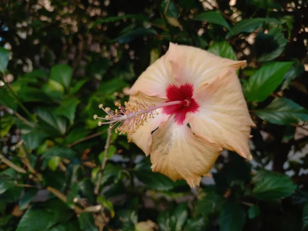 Растение Гибискус Годхал Цветок Гибискуса Растение Парка Красные Цветы Гибискуса — стоковое фото