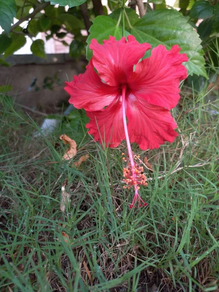 Hibisco Planta Godhal Flor Hibisco Planta Parque Flores Vermelhas Hibisco — Fotografia de Stock