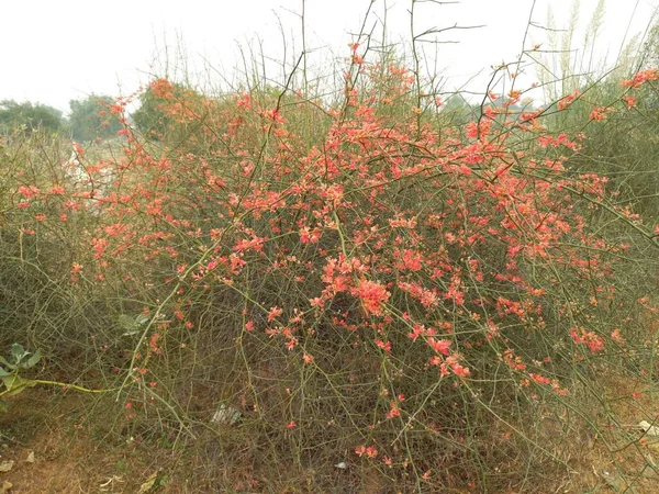 Numele Plantei Este Ker Kair Rajasthan — Fotografie, imagine de stoc