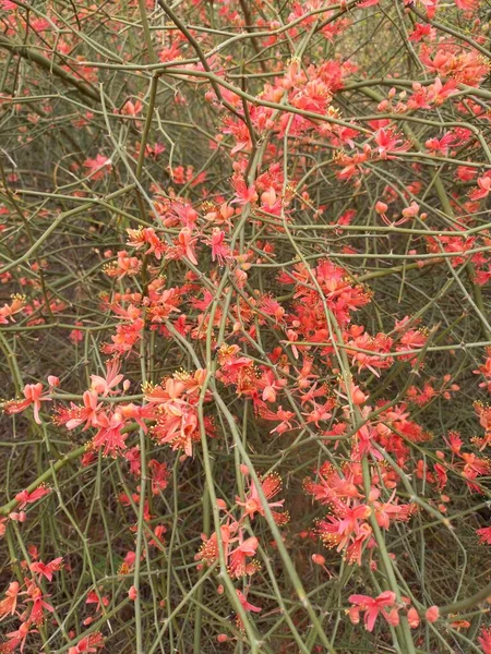 Nombre Planta Ker Kair Rajasthan —  Fotos de Stock