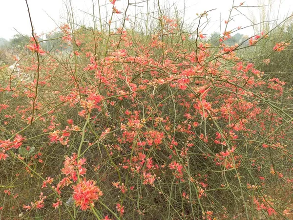 Nombre Planta Ker Kair Rajasthan —  Fotos de Stock