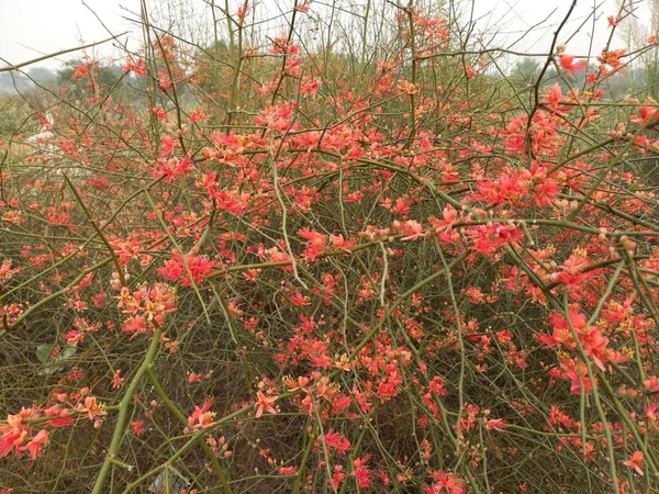 Название Растения Ker Kair Rajasthan — стоковое фото