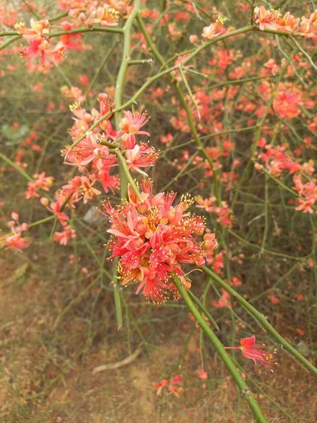 Plant Name Ker Kair Rajasthan — Stock Photo, Image