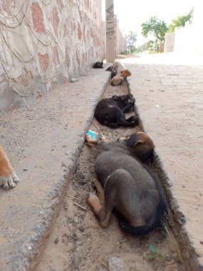 Köpekler yol kenarında uyuyor, Rajasthan, Hindistan 