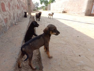 Köpekler yol kenarında uyuyor, Rajasthan, Hindistan 