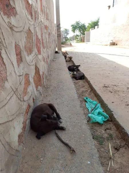 Köpekler Yol Kenarında Uyuyor Rajasthan Hindistan — Stok fotoğraf