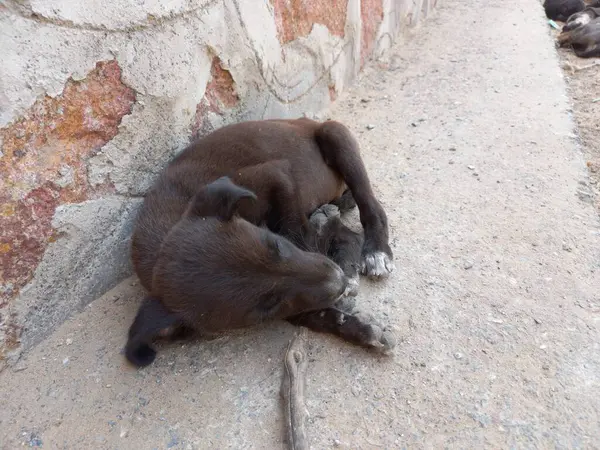 Köpekler Yol Kenarında Uyuyor Rajasthan Hindistan — Stok fotoğraf