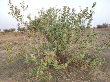 Bitki adı Aak, kalotropis dev çay.