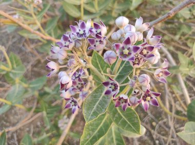 Bitki adı Aak, kalotropis dev çay.