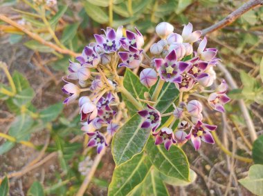 Bitki adı Aak, kalotropis dev çay.
