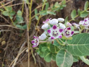 Bitki adı Aak, kalotropis dev çay.