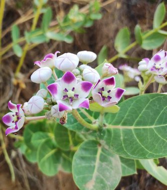 Bitki adı Aak, kalotropis dev çay.