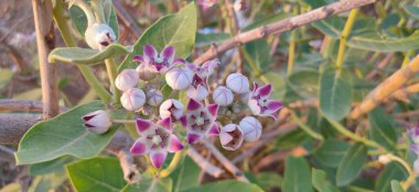 Bitki adı Aak, kalotropis dev çay.