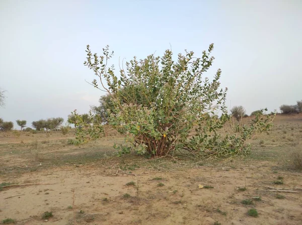 Όνομα Του Φυτού Είναι Aak Calotropis Gigantea — Φωτογραφία Αρχείου