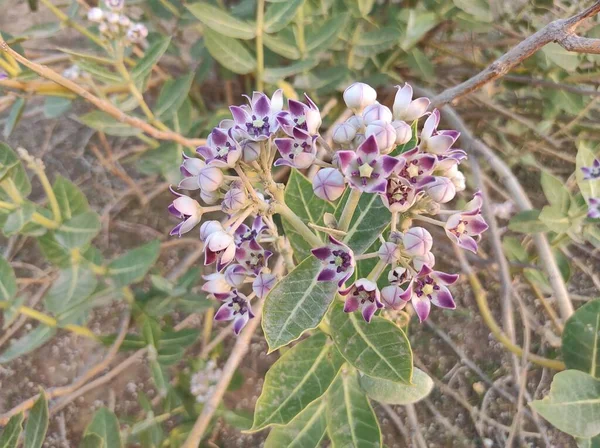 Nombre Planta Aak Calotropis Gigantea —  Fotos de Stock