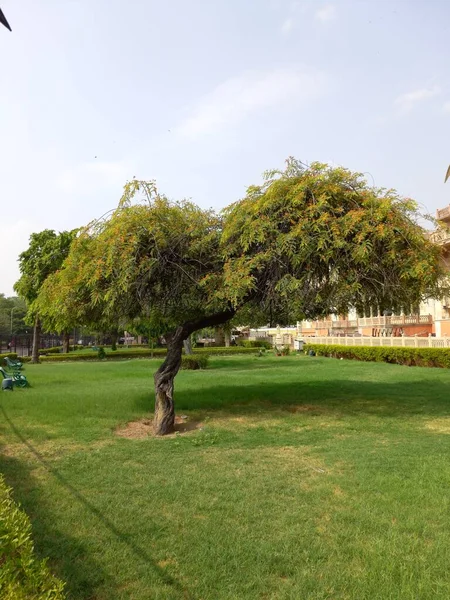 Albert Hall Museum Está Situado Jaipur Rajastão — Fotografia de Stock