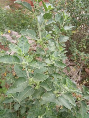 Takma adı Ashwagandha, Withania Somnifera. 