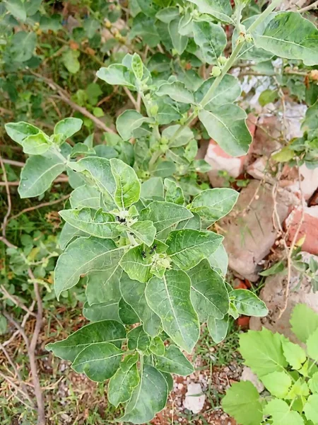 Nombre Planta Ashwagandha Withania Somnifera — Foto de Stock