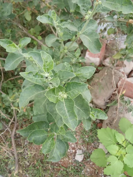 Название Растения Ashwagandha Withania Somnifera — стоковое фото