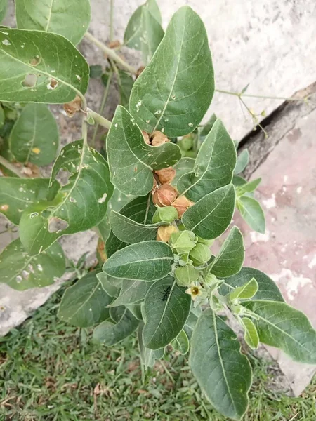 Название Растения Ashwagandha Withania Somnifera — стоковое фото