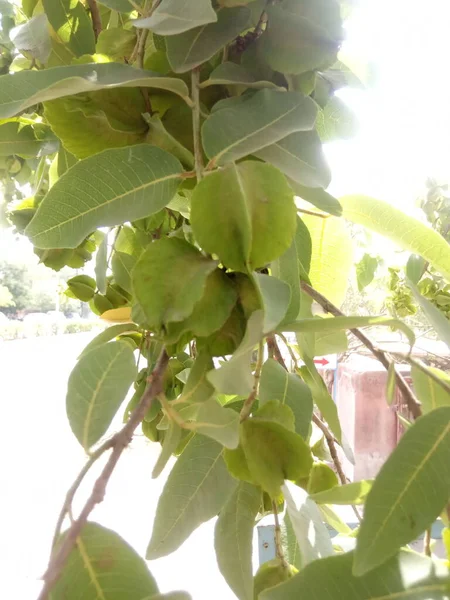 植物名称是Arjun Treminalia Arjuna Jaipur Rajasthan — 图库照片