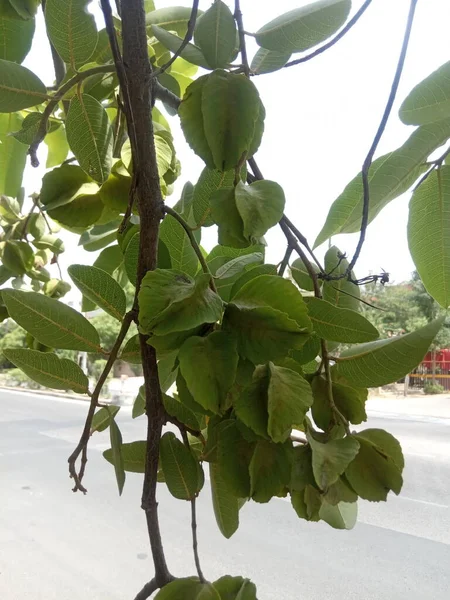 Nazwa Rośliny Arjun Treminalia Arjuna Jaipur Rajasthan — Zdjęcie stockowe