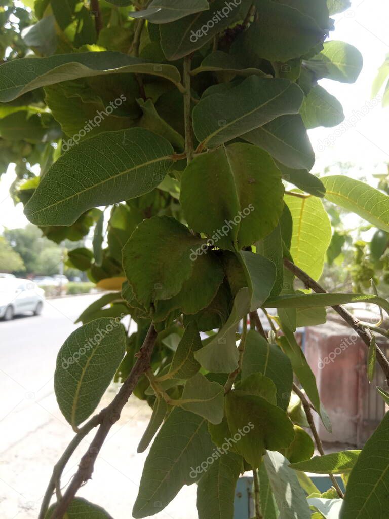 plant name is arjun, treminalia arjuna, jaipur,rajasthan