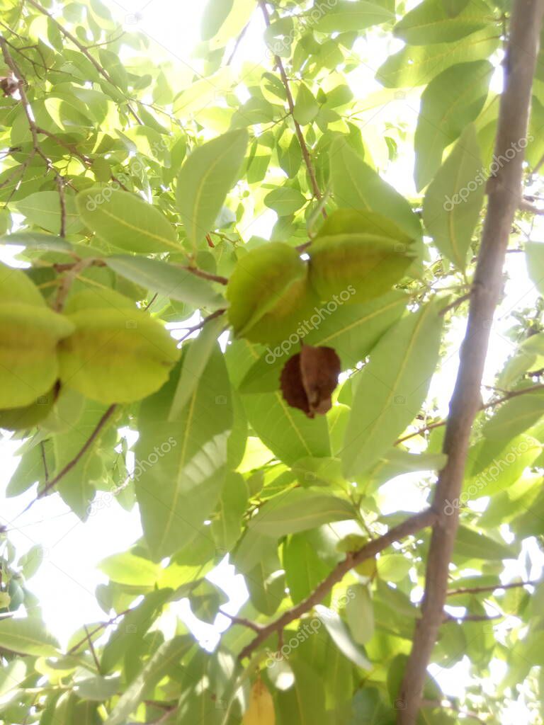 plant name is arjun, treminalia arjuna, jaipur,rajasthan