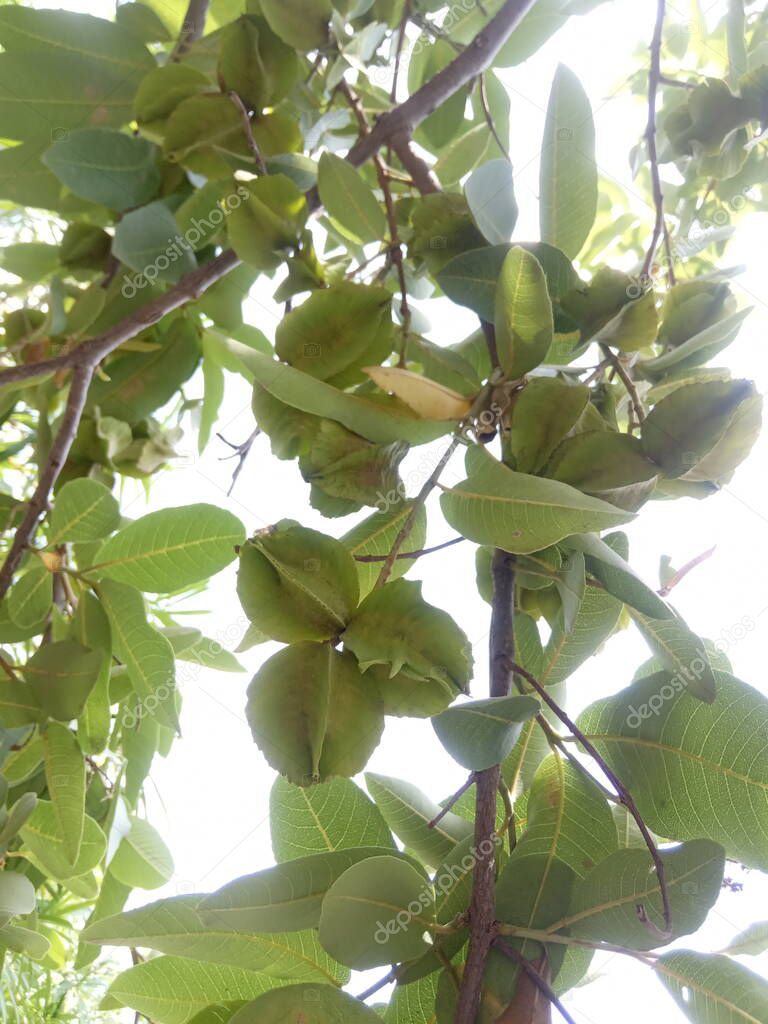 plant name is arjun, treminalia arjuna, jaipur,rajasthan