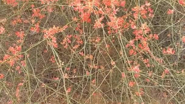 Nazwa Rośliny Ker Kair Rajasthan India — Wideo stockowe