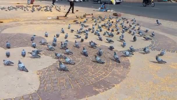 Gołębie Jedzą Ziarna Rajasthan Indie — Wideo stockowe