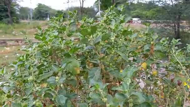 Nombre Planta Ashwagandha Withania Somnifera — Vídeos de Stock