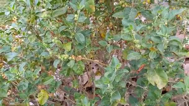 Название Растения Ashwagandha Withania Somnifera — стоковое видео