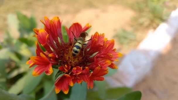 Pszczoła Ssie Sok Kwitnienia Rajasthan Indie — Wideo stockowe