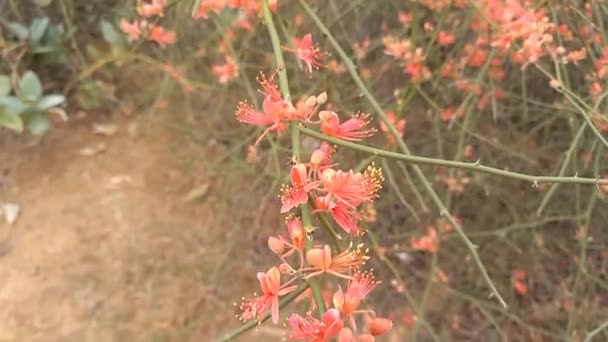 Nome Planta Ker Kair Rajasthan Índia — Vídeo de Stock