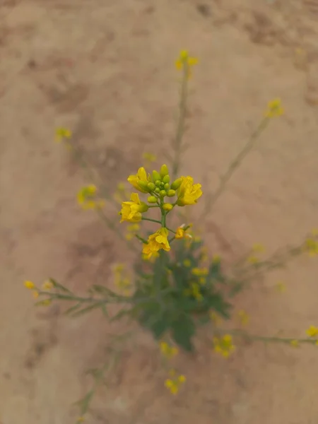 Numele Plantei Este Sarso Muștar — Fotografie, imagine de stoc