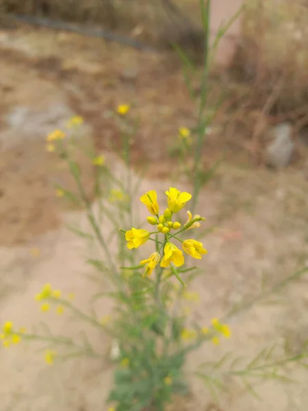 Nombre Planta Sarso Mostaza —  Fotos de Stock