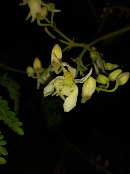 Название Растения Моринга Цветы Раджастан — стоковое фото