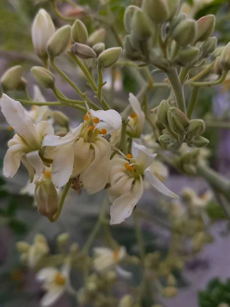 Växtnamnet Moringa Flowers Rajasthan — Stockfoto