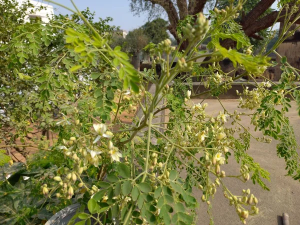 Plant Name Moringa Flowers Rajasthan — Stock Photo, Image