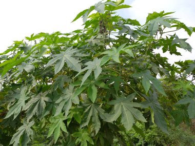 Bitki adı arandi, Castor fasulyesi.