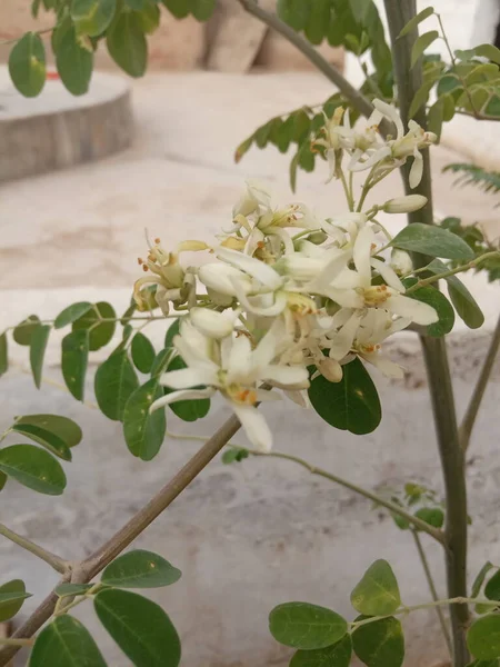 Bitki Adı Moringa Çiçekleri Rajasthan Hindistan — Stok fotoğraf