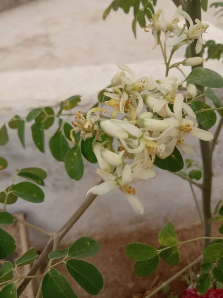 Nome Della Pianta Fiori Moringa Rajasthan India — Foto Stock