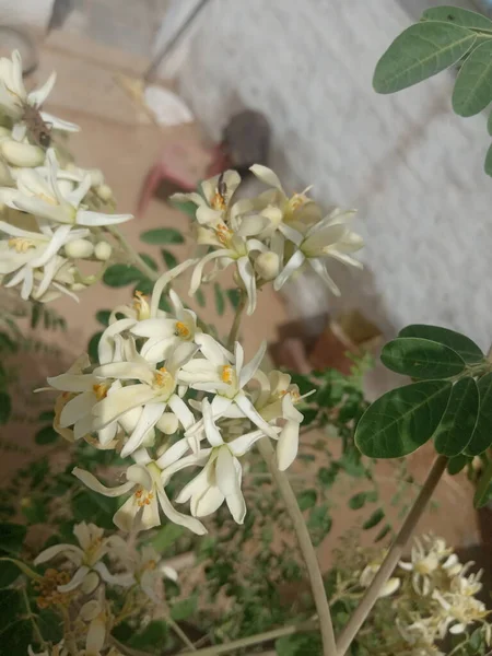 Nome Planta Flores Moringa Rajasthan Índia — Fotografia de Stock