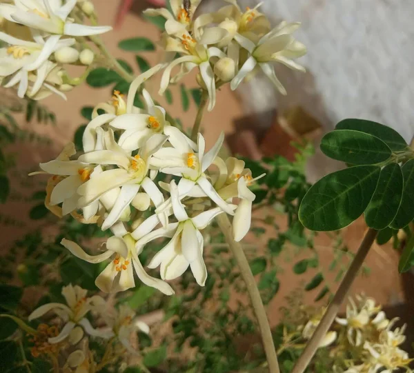 Rostlina Název Moringa Květiny Rajasthan Indie — Stock fotografie