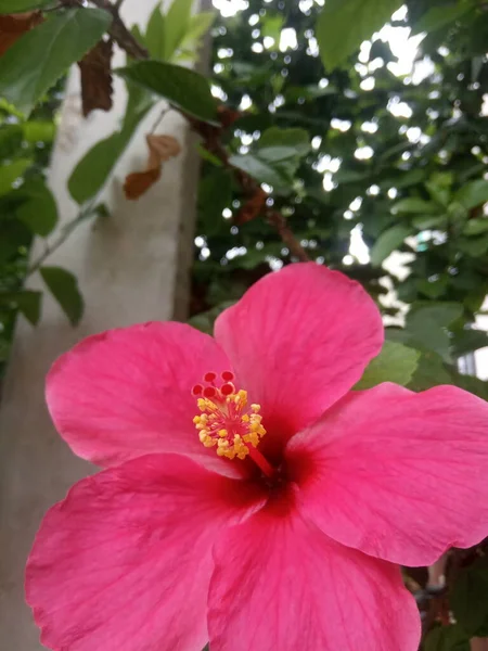 Nome Flor Hibiscus Godhal — Fotografia de Stock